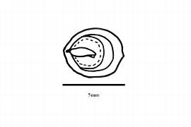  Embryo:  Cassytha melantha ; Illustration by K. Parker, Kirkbride et al. (2006)
