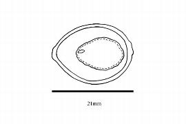  Embryo:  Endiandra sieberi ; Illustration by K. Parker, Kirkbride et al. (2006)
