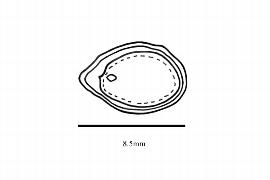  Embryo:  Litsea monopetala ; Illustration by K. Parker, Kirkbride et al. (2006)
