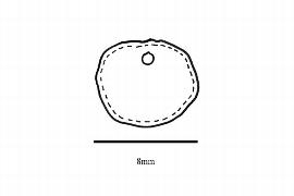  Embryo:  Persea clarkeana ; Illustration by K. Parker, Kirkbride et al. (2006)
