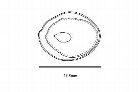  Embryo:  Nectandra hihua ; Illustration by K. Parker, Kirkbride et al. (2006)
