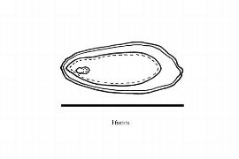  Embryo:  Phoebe nammu ; Illustration by K. Parker, Kirkbride et al. (2006)
