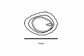  Embryo:  Sassafras albidum ; Illustration by K. Parker, Kirkbride et al. (2006)
