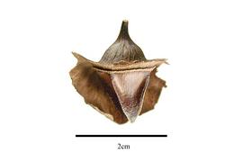  Fruit:  Asteranthos brasiliensis ; Photo by R. Gibbons, USDA APHIS PPQ, Kirkbride et al. (2006)
