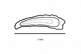  Embryo:  Allantoma lineata ; Illustration by K. Parker, Kirkbride et al. (2006)
