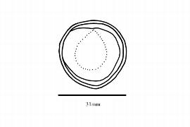  Embryo:  Eschweilera subglandulosa ; Illustration by K. Parker, Kirkbride et al. (2006)
