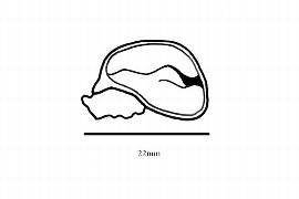  Embryo:  Gustavia augusta ; Illustration by K. Parker, Kirkbride et al. (2006)
