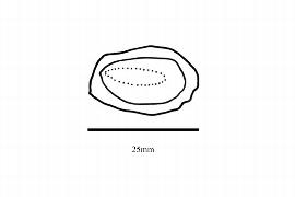  Embryo:  Lecythis minor ; Illustration by K. Parker, Kirkbride et al. (2006)
