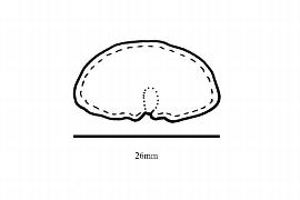  Embryo:  Napoleonaea leonensis ; Illustration by K. Parker, Kirkbride et al. (2006)
