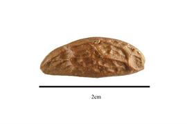  Fruit:  Leitneria floridana ; Photo by R. Gibbons, USDA APHIS PPQ, Kirkbride et al. (2006)
