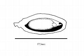  Embryo:  Leitneria floridana ; Illustration by K. Parker, Kirkbride et al. (2006)
