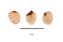  Fruit:  Lennoa madreporoides ; Photo by R. Gibbons, USDA APHIS PPQ, Kirkbride et al. (2006)
