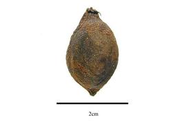  Fruit:  Lepidobotrys staudtii ; Photo by R. Gibbons, USDA APHIS PPQ, Kirkbride et al. (2006)
