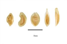   Seeds:   Calochortus nuttallii ; Photo by R. Gibbons, USDA APHIS PPQ, Kirkbride et al. (2006) 
