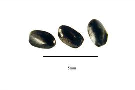   Seeds:   Dianella ensifolia ; Photo by R. Gibbons, USDA APHIS PPQ, Kirkbride et al. (2006) 
