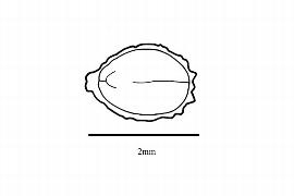  Embryo:  Floerkea proserpinacoides ; Illustration by K. Parker, Kirkbride et al. (2006)
