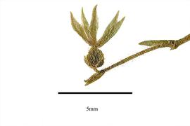  Fruit:  Linnaea borealis ; Photo by R. Gibbons, USDA APHIS PPQ, Kirkbride et al. (2006)
