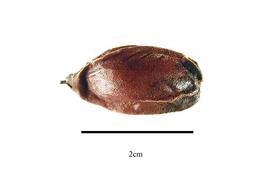  Fruit:  Lissocarpa benthamii ; Photo by R. Gibbons, USDA APHIS PPQ, Kirkbride et al. (2006)
