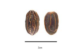  Fruit:  Lissocarpa benthamii ; Photo by R. Gibbons, USDA APHIS PPQ, Kirkbride et al. (2006)
