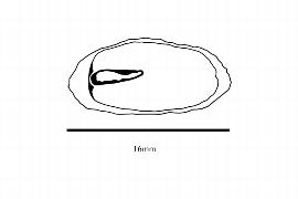  Embryo:  Lissocarpa benthamii ; Illustration by K. Parker, Kirkbride et al. (2006)
