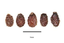  Seeds:  Nasa triphylla ; Photo by R. Gibbons, USDA APHIS PPQ, Kirkbride et al. (2006)
