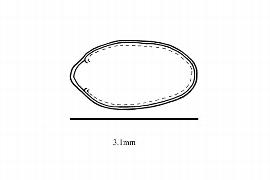  Embryo:  Cevallia sinuata ; Illustration by K. Parker, Kirkbride et al. (2006)
