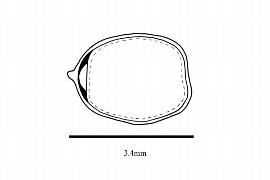  Embryo:  Gronovia scandens ; Illustration by K. Parker, Kirkbride et al. (2006)
