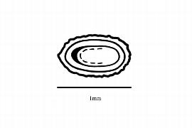  Embryo:  Klaprothia fasciculata ; Illustration by K. Parker, Kirkbride et al. (2006)
