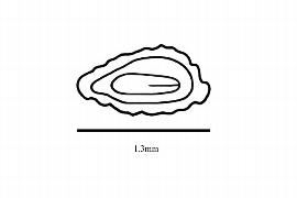  Embryo:  Nasa triphylla ; Illustration by K. Parker, Kirkbride et al. (2006)
