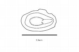  Embryo:  Mentzelia decapetala ; Illustration by K. Parker, Kirkbride et al. (2006)
