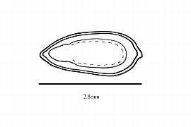  Embryo:  Petalonyx linearis ; Illustration by K. Parker, Kirkbride et al. (2006)
