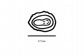  Embryo:  Klaprothia fasciculata ; Illustration by K. Parker, Kirkbride et al. (2006)
