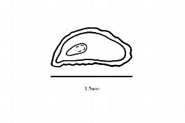  Embryo:  Loasa argentina ; Illustration by K. Parker, Kirkbride et al. (2006)
