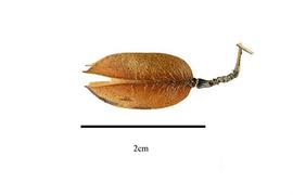  Fruit:  Gelsemium sempervirens ; Photo by R. Gibbons, USDA APHIS PPQ, Kirkbride et al. (2006)
