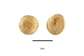  Seeds:  Strychnos potatorum ; Photo by R. Gibbons, USDA APHIS PPQ, Kirkbride et al. (2006)
