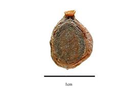  Fruit:  Gaiadendron punctatum ; Photo by R. Gibbons, USDA APHIS PPQ, Kirkbride et al. (2006)
