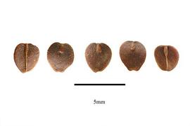  Seeds:  Cuphea lanceolata ; Photo by R. Gibbons, USDA APHIS PPQ, Kirkbride et al. (2006)
