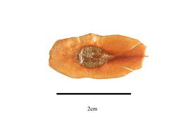  Seed:  Lafoensia punicifolia ; Photo by R. Gibbons, USDA APHIS PPQ, Kirkbride et al. (2006)
