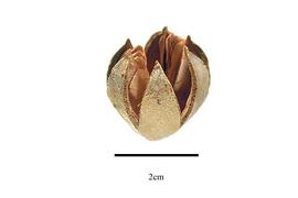  Fruit:  Lagerstroemia speciosa ; Photo by R. Gibbons, USDA APHIS PPQ, Kirkbride et al. (2006)
