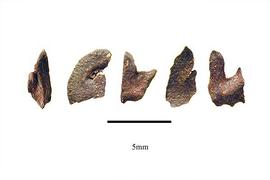  Seeds:  Sonneratia caseolaris ; Photo by R. Gibbons, USDA APHIS PPQ, Kirkbride et al. (2006)
