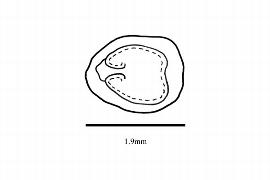  Embryo:  Cuphea carthagenensis ; Illustration by K. Parker, Kirkbride et al. (2006)
