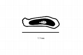  Embryo:  Haitia pulchra ; Illustration by K. Parker, Kirkbride et al. (2006)
