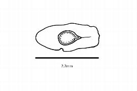  Embryo:  Lafoensia  sp.; Illustration by K. Parker, Kirkbride et al. (2006)
