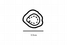  Embryo:  Lythrium portula ; Illustration by K. Parker, Kirkbride et al. (2006)
