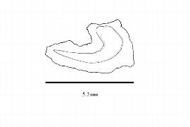  Embryo:  Sonneratia caseolaris ; Illustration by K. Parker, Kirkbride et al. (2006)
