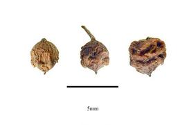  Fruit:  Maesa perlarius ; Photo by R. Gibbons, USDA APHIS PPQ, Kirkbride et al. (2006)
