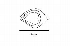  Embryo:  Manglietia fordiana ; Illustration by K. Parker, Kirkbride et al. (2006)
