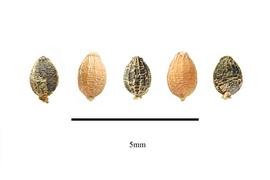  Seeds:  Malesherbia paniculata ; Photo by R. Gibbons, USDA APHIS PPQ, Kirkbride et al. (2006)
