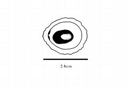  Embryo:  Malesherbia paniculata ; Illustration by K. Parker, Kirkbride et al. (2006)
