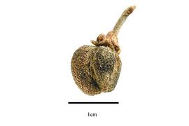  Fruit:  Bunchosia sonorensis ; Photo by R. Gibbons, USDA APHIS PPQ, Kirkbride et al. (2006)
